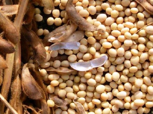 Technician: Akamaro ka soya(baho neza)