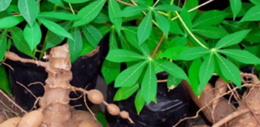 Imyumbati ni ikiribwa gifite intungamubiri kandi gifasha umubiri imyumbati