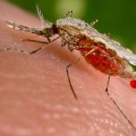 Indwara ya malaria: ikiyitera, ibimenyetso, uko isuzumwa n’uko ivurwa Malaria