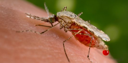 Indwara ya malaria: ikiyitera, ibimenyetso, uko isuzumwa n’uko ivurwa Malaria