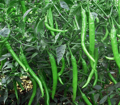 urusenda rw'icyatsi rukize cyane kuri capsaicin, vitamini C ndetse n'izindi ntungamubiri