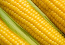 ibigori