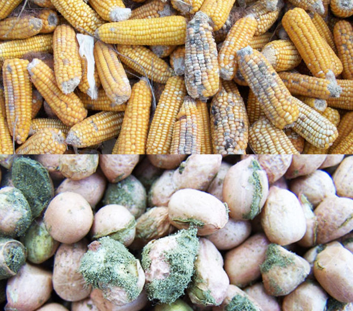 Aflatoxins